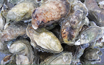 Oyster Shell Calcium human nutrition powder 25kg